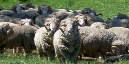 Merino sheep Woolconnect